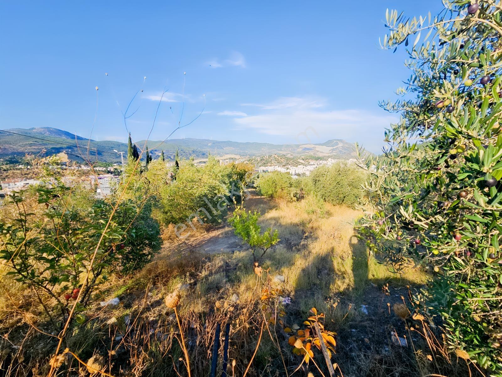 Söke Kemalpaşa Mahallesinde Satılık 12857 M² Zeytinlik Ve Ev — fotoğraf 11