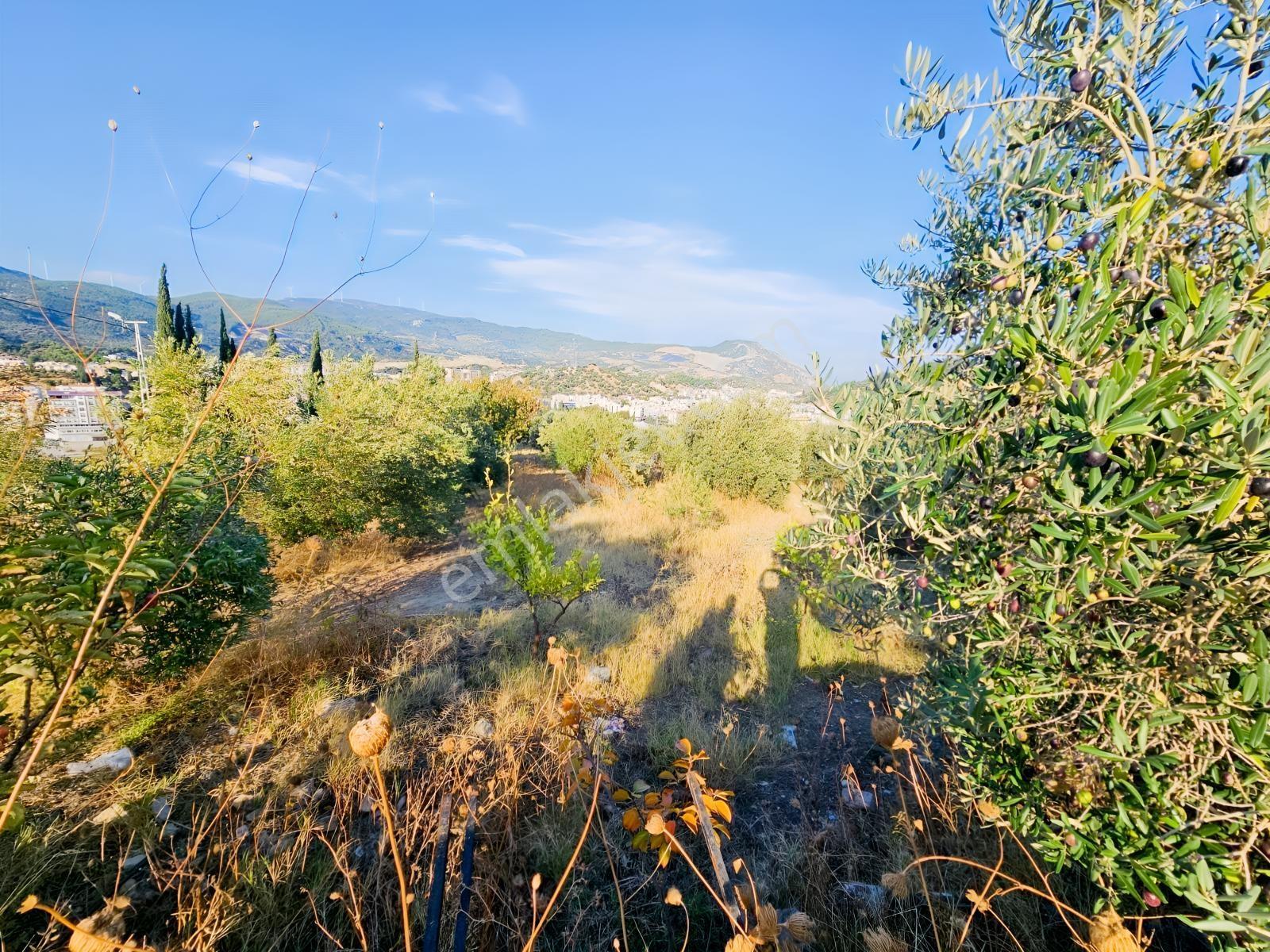 Söke Kemalpaşa Mahallesinde Satılık 12857 M² Zeytinlik Ve Ev — fotoğraf 14