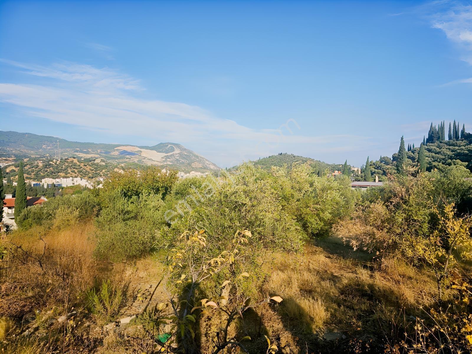 Söke Kemalpaşa Mahallesinde Satılık 12857 M² Zeytinlik Ve Ev — fotoğraf 15
