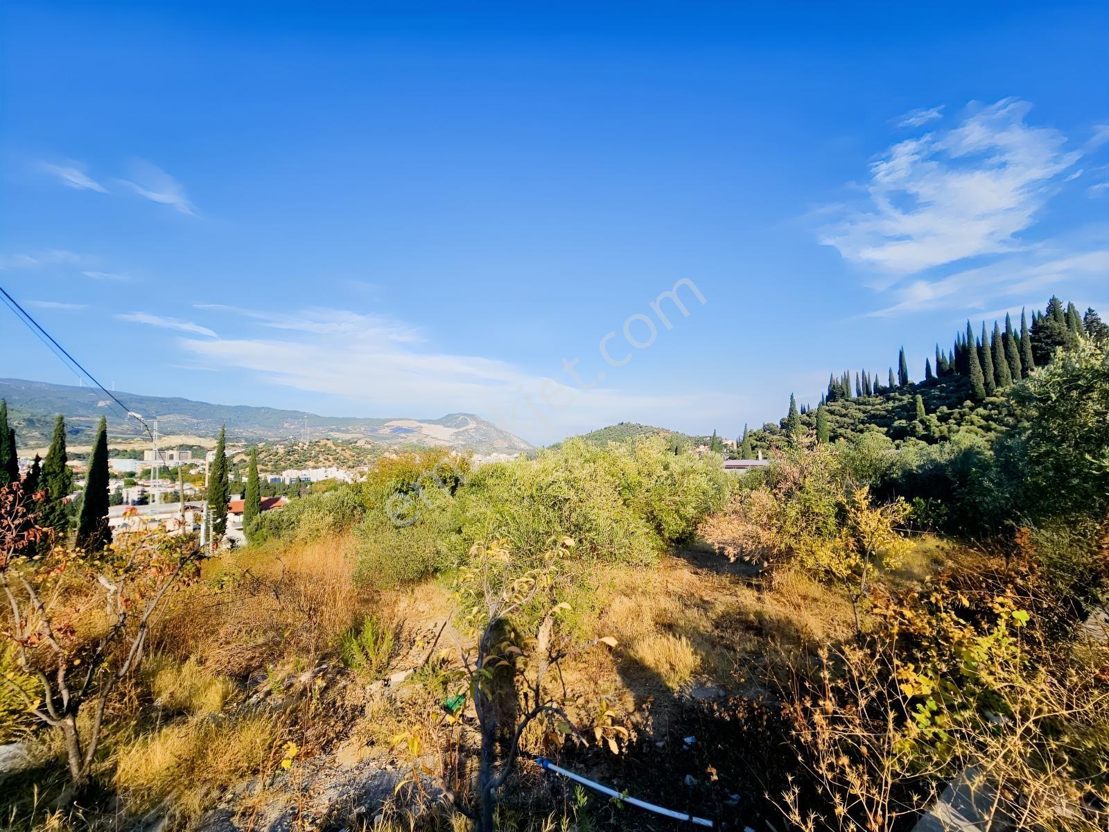 Söke Kemalpaşa Mahallesinde Satılık 12857 M² Zeytinlik Ve Ev — fotoğraf 16