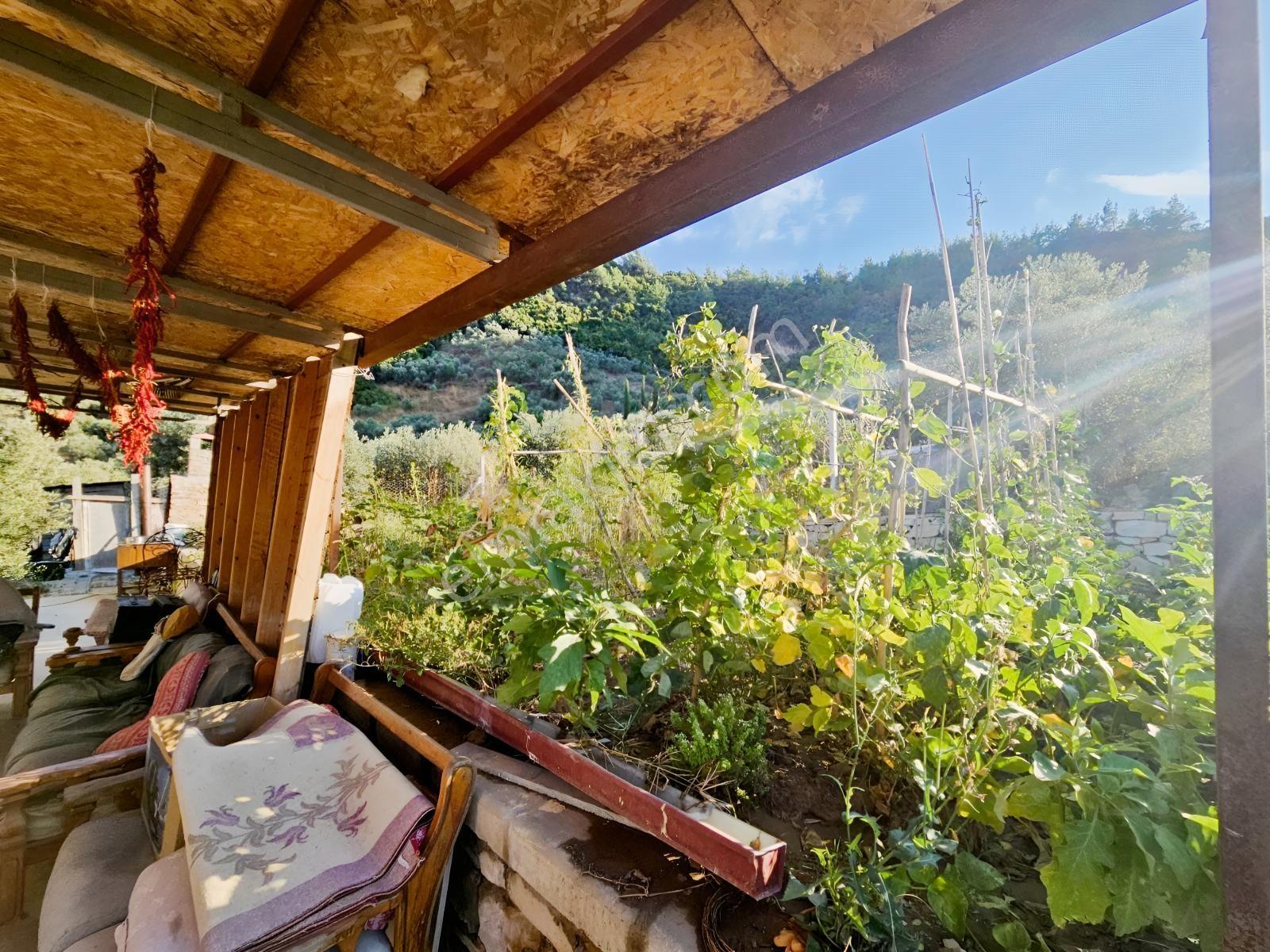 Söke Kemalpaşa Mahallesinde Satılık 12857 M² Zeytinlik Ve Ev — fotoğraf 19
