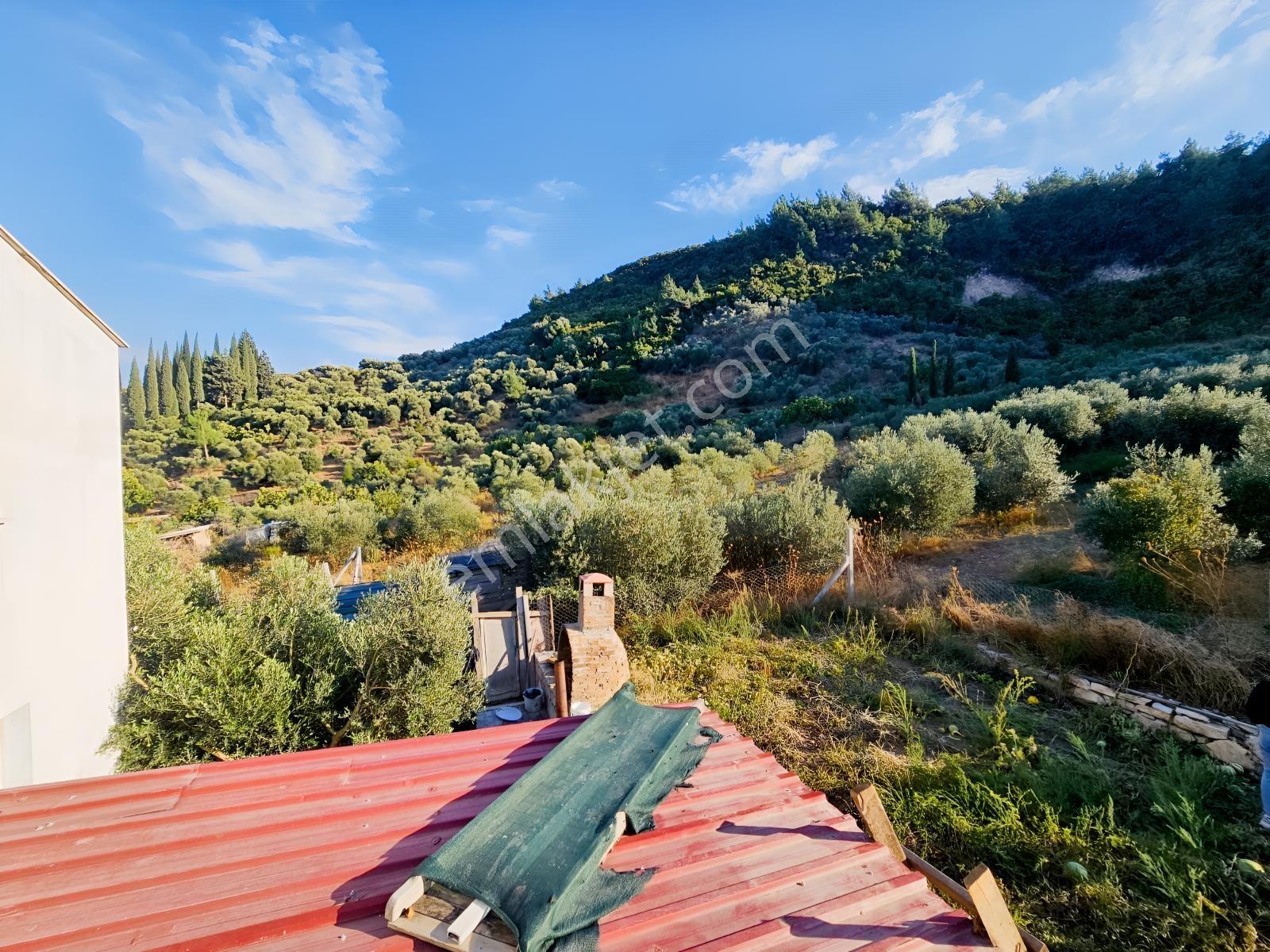 Söke Kemalpaşa Mahallesinde Satılık 12857 M² Zeytinlik Ve Ev — fotoğraf 28