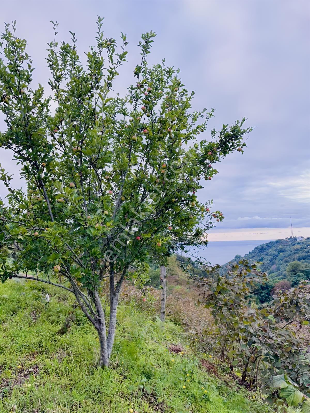 Ordu Perşembe Çaytepede 1.602 M² Satılık Arsa