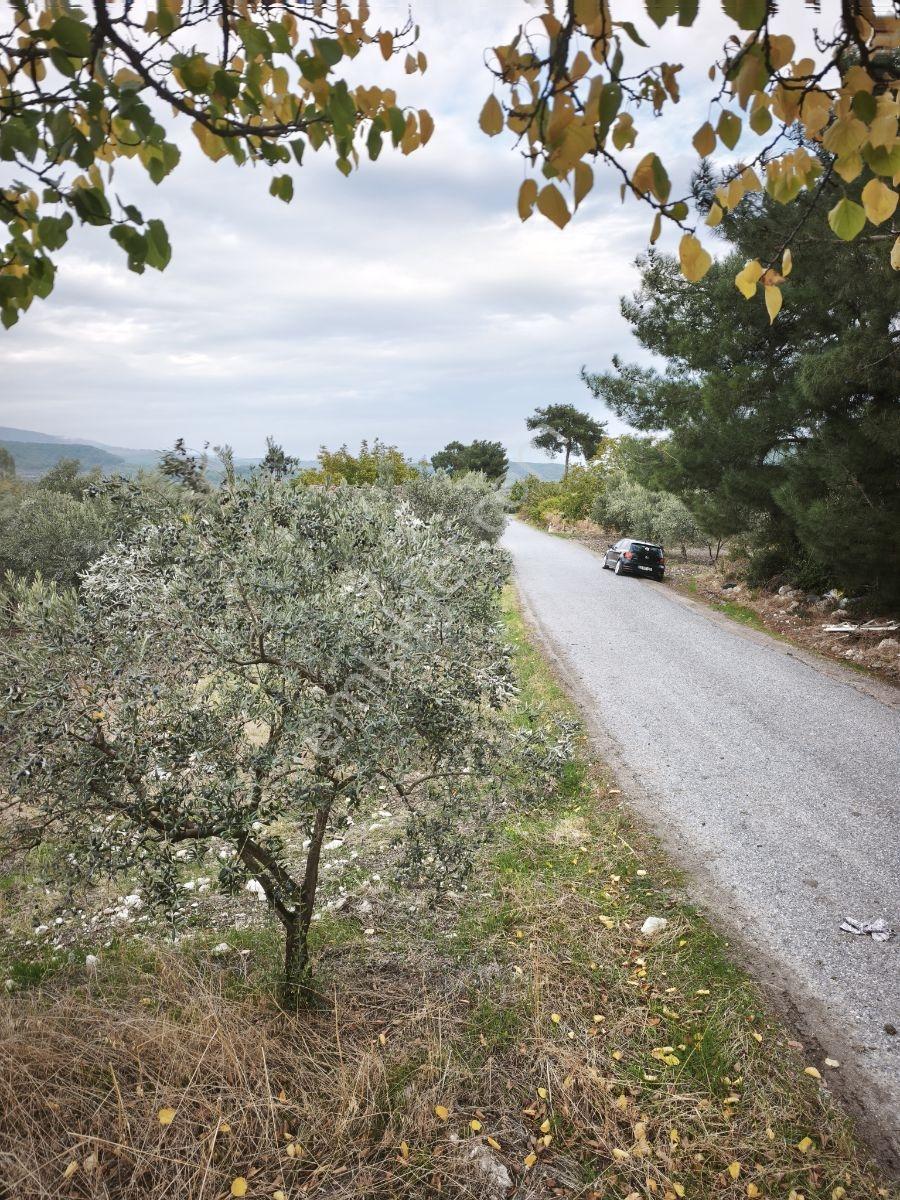 Akhisar Sabancılar Asfalt Üstü Yaşam Alanı Yapımına Uygun Zeytin — fotoğraf 3