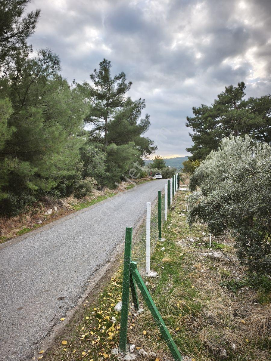 Akhisar Sabancılar Asfalt Üstü Yaşam Alanı Yapımına Uygun Zeytin — fotoğraf 4