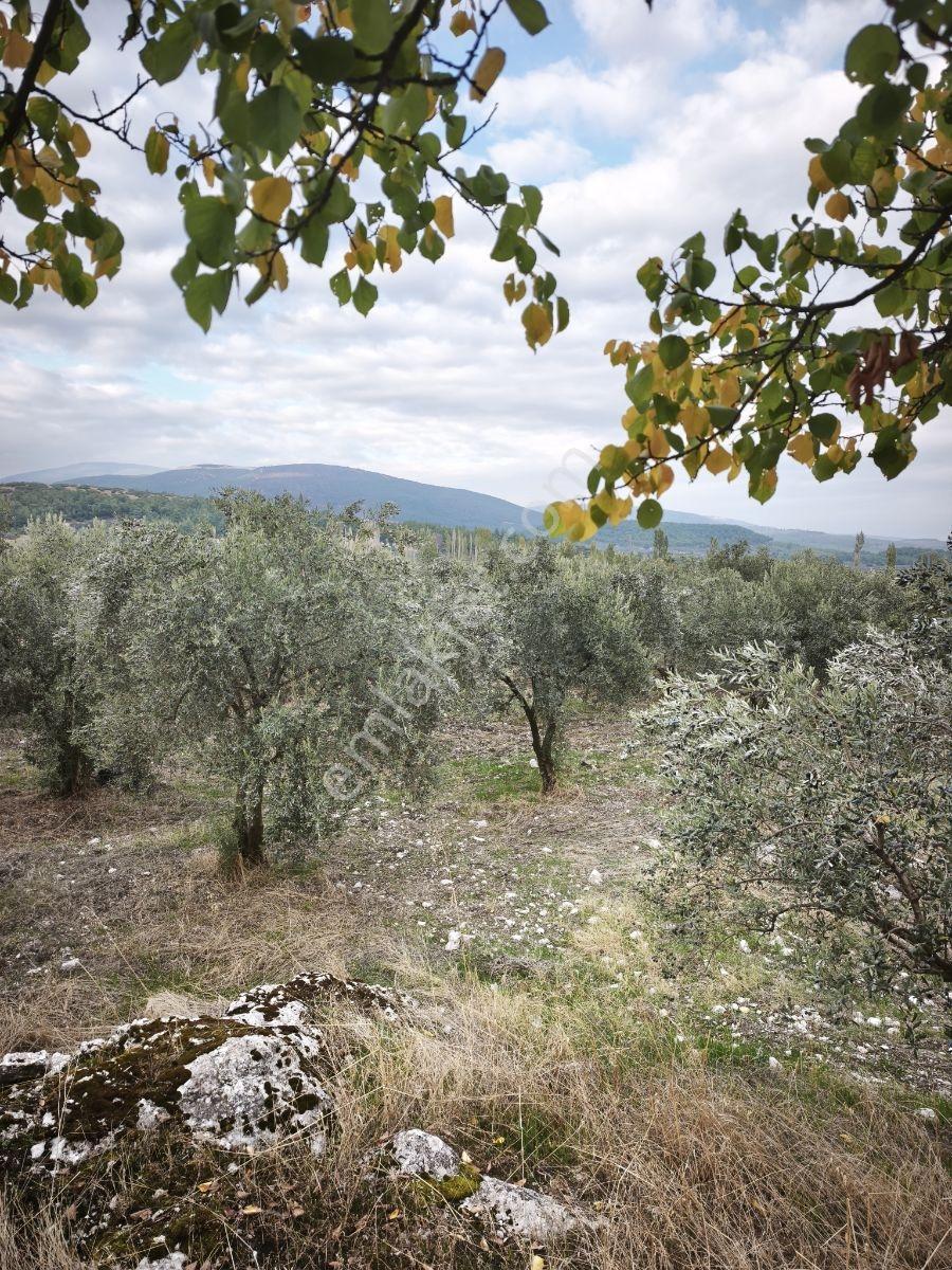Akhisar Sabancılar Asfalt Üstü Yaşam Alanı Yapımına Uygun Zeytin — fotoğraf 6