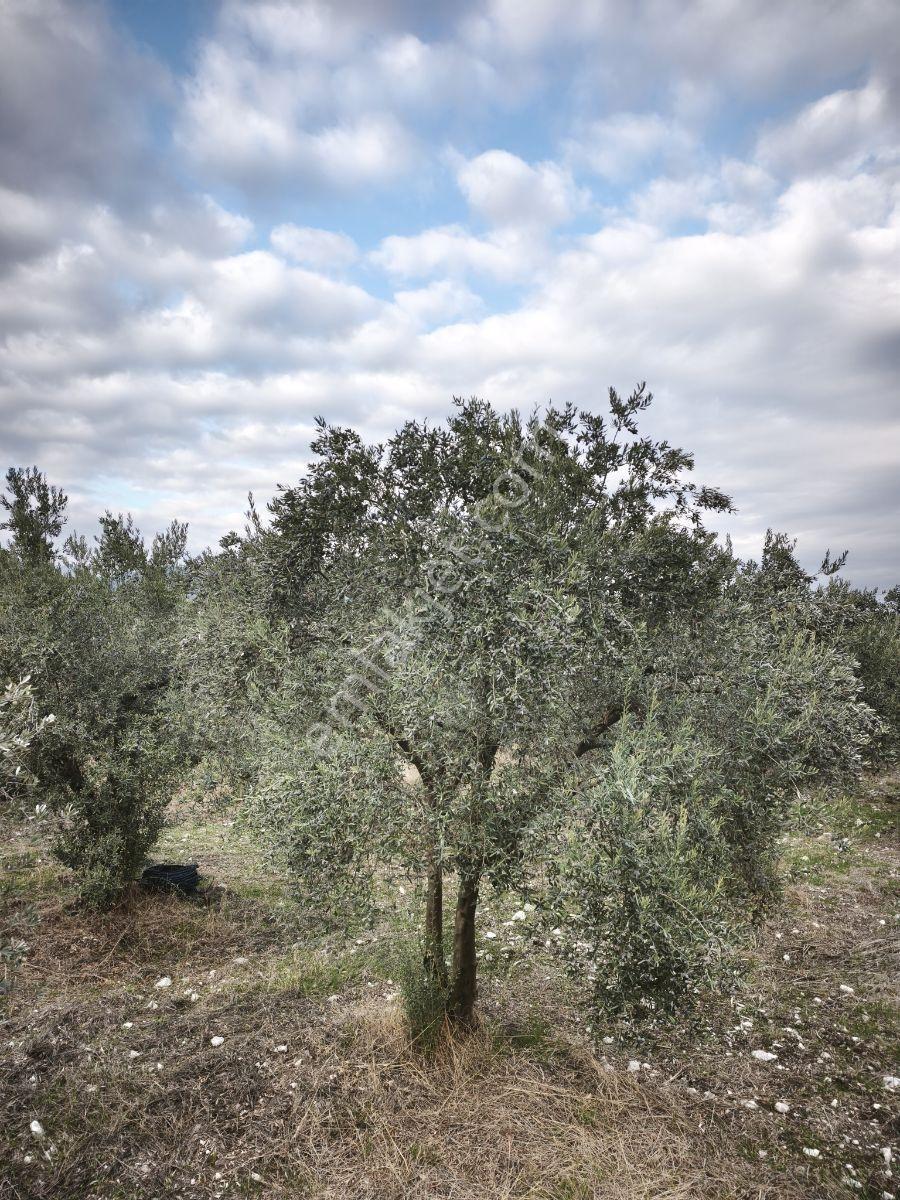 Akhisar Sabancılar Asfalt Üstü Yaşam Alanı Yapımına Uygun Zeytin — fotoğraf 7