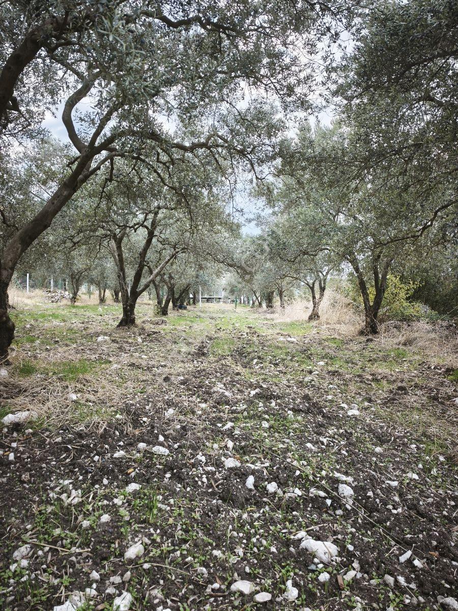 Akhisar Sabancılar Asfalt Üstü Yaşam Alanı Yapımına Uygun Zeytin — fotoğraf 9
