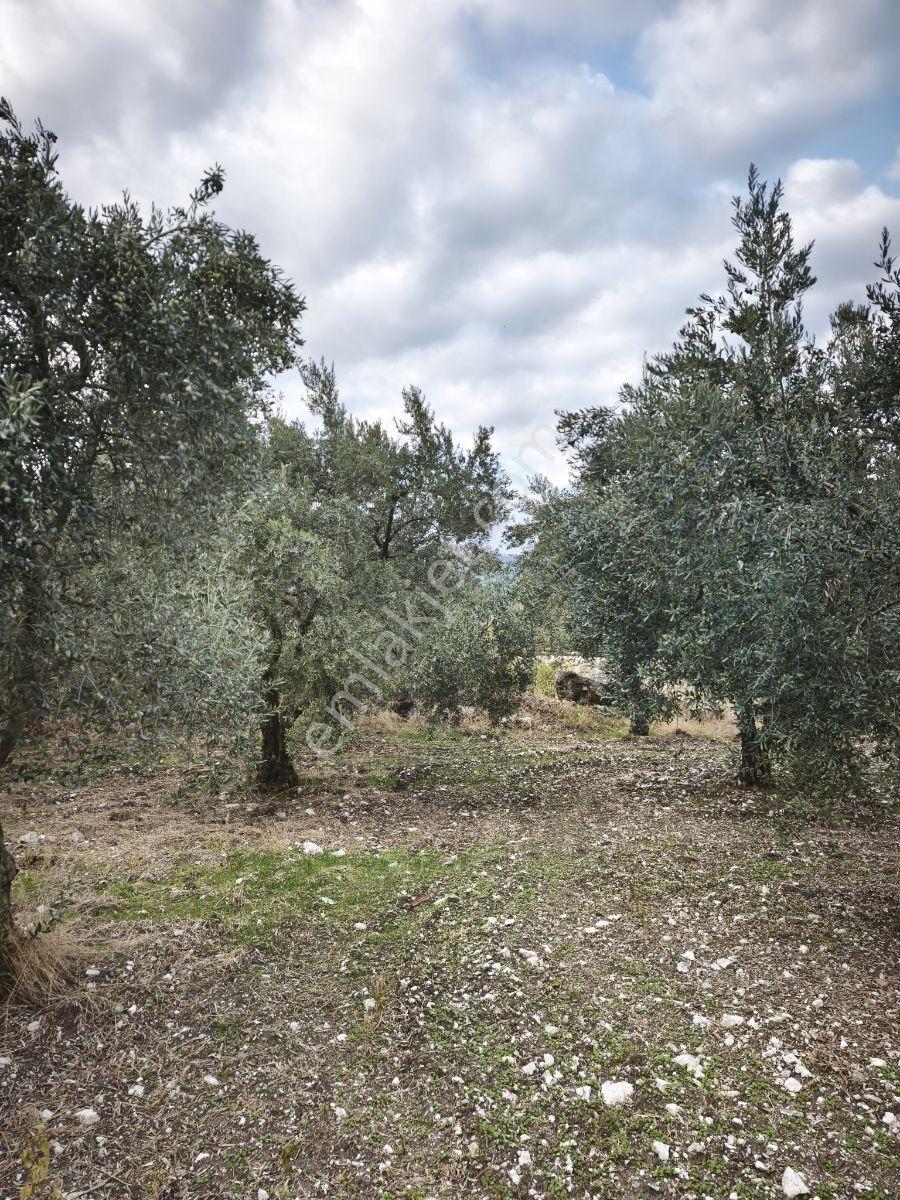 Akhisar Sabancılar Asfalt Üstü Yaşam Alanı Yapımına Uygun Zeytin — fotoğraf 11