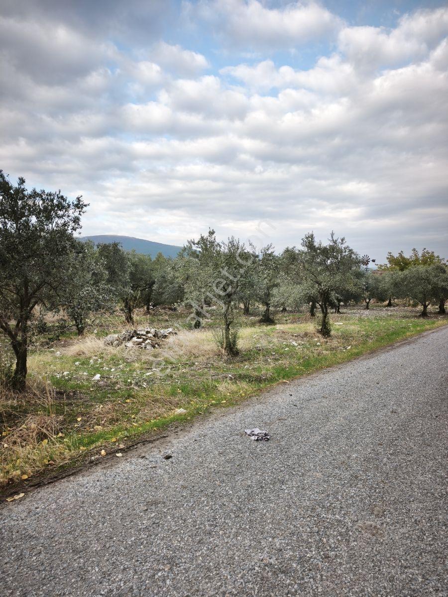 Akhisar Sabancılar Asfalt Üstü Yaşam Alanı Yapımına Uygun Zeytin — fotoğraf 14