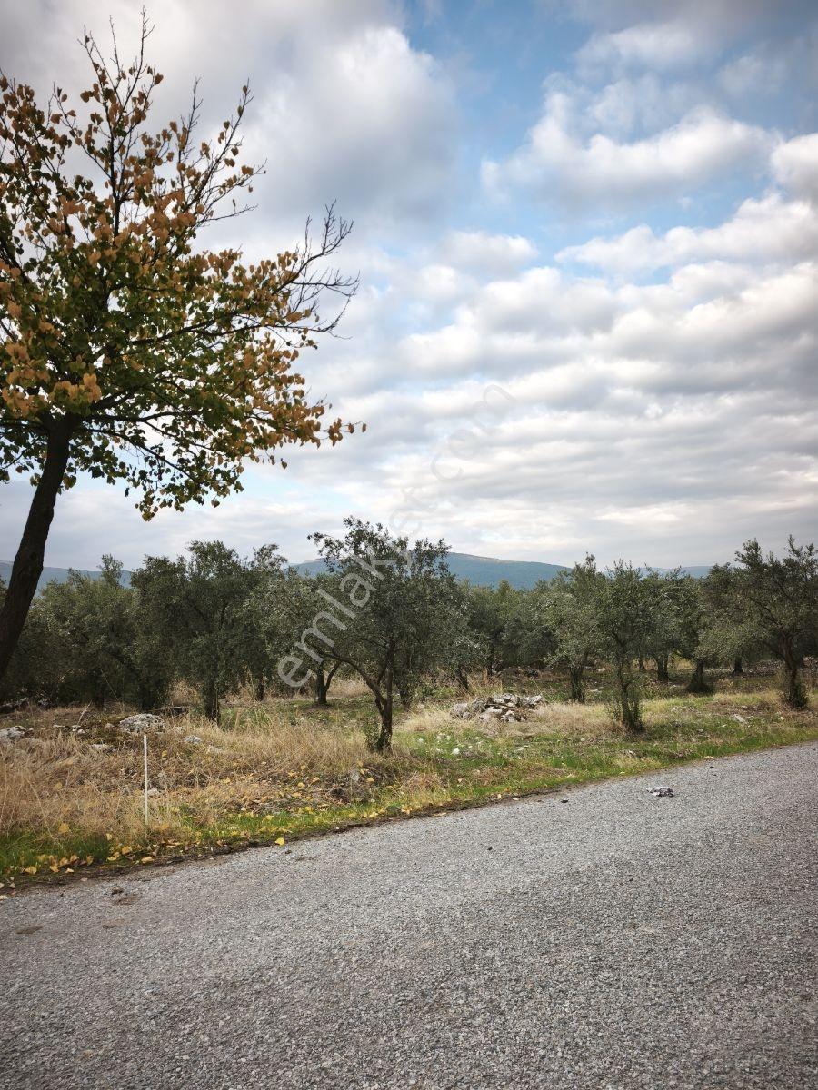 Akhisar Sabancılar Asfalt Üstü Yaşam Alanı Yapımına Uygun Zeytin — fotoğraf 15