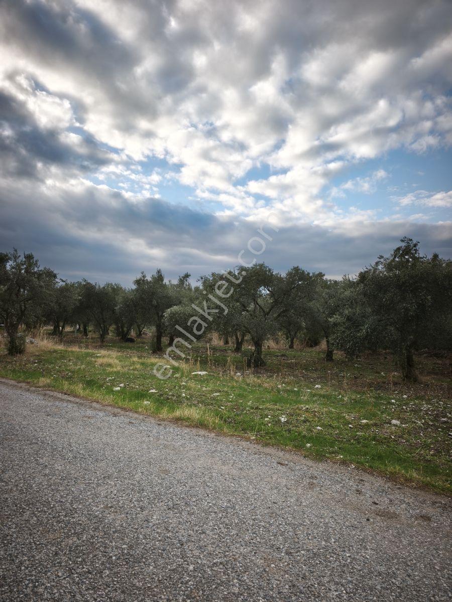 Akhisar Sabancılar Asfalt Üstü Yaşam Alanı Yapımına Uygun Zeytin — fotoğraf 19