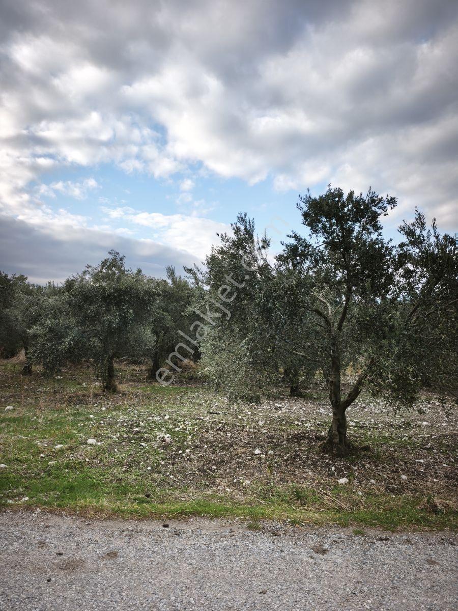 Akhisar Sabancılar Asfalt Üstü Yaşam Alanı Yapımına Uygun Zeytin — fotoğraf 20