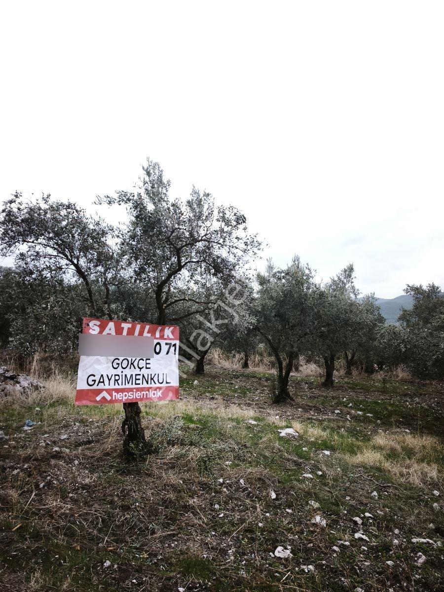 Akhisar Sabancılar Asfalt Üstü Yaşam Alanı Yapımına Uygun Zeytin — fotoğraf 23