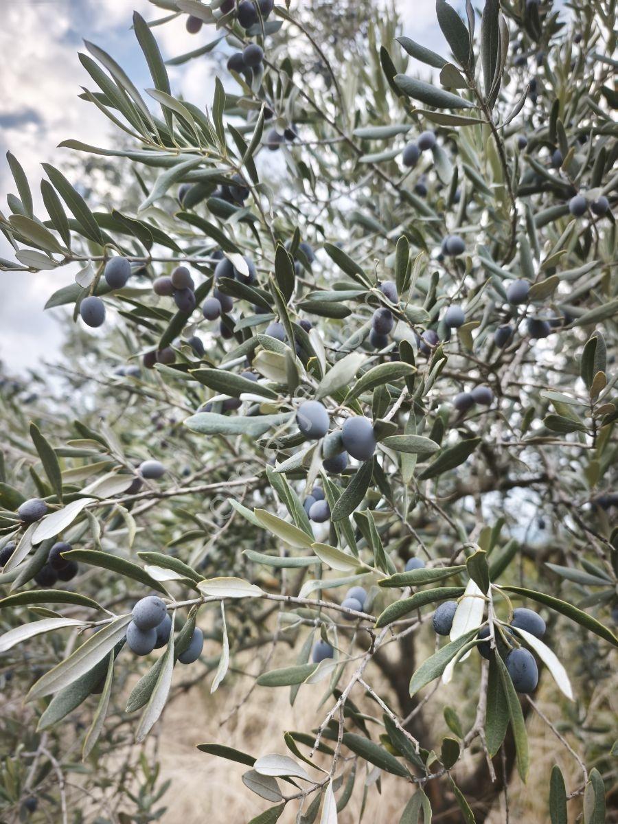 Akhisar Sabancılar Asfalt Üstü Yaşam Alanı Yapımına Uygun Zeytin — fotoğraf 26