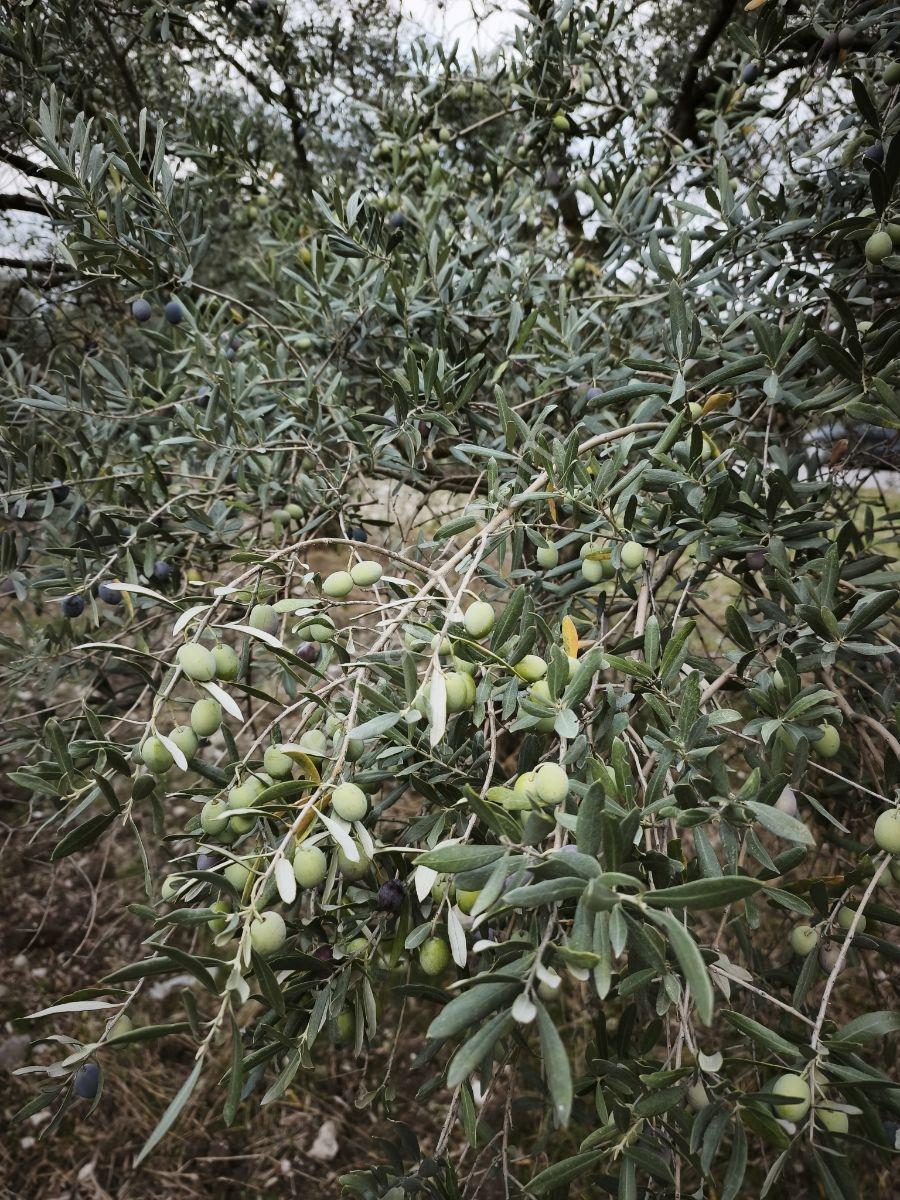 Akhisar Sabancılar Asfalt Üstü Yaşam Alanı Yapımına Uygun Zeytin — fotoğraf 29