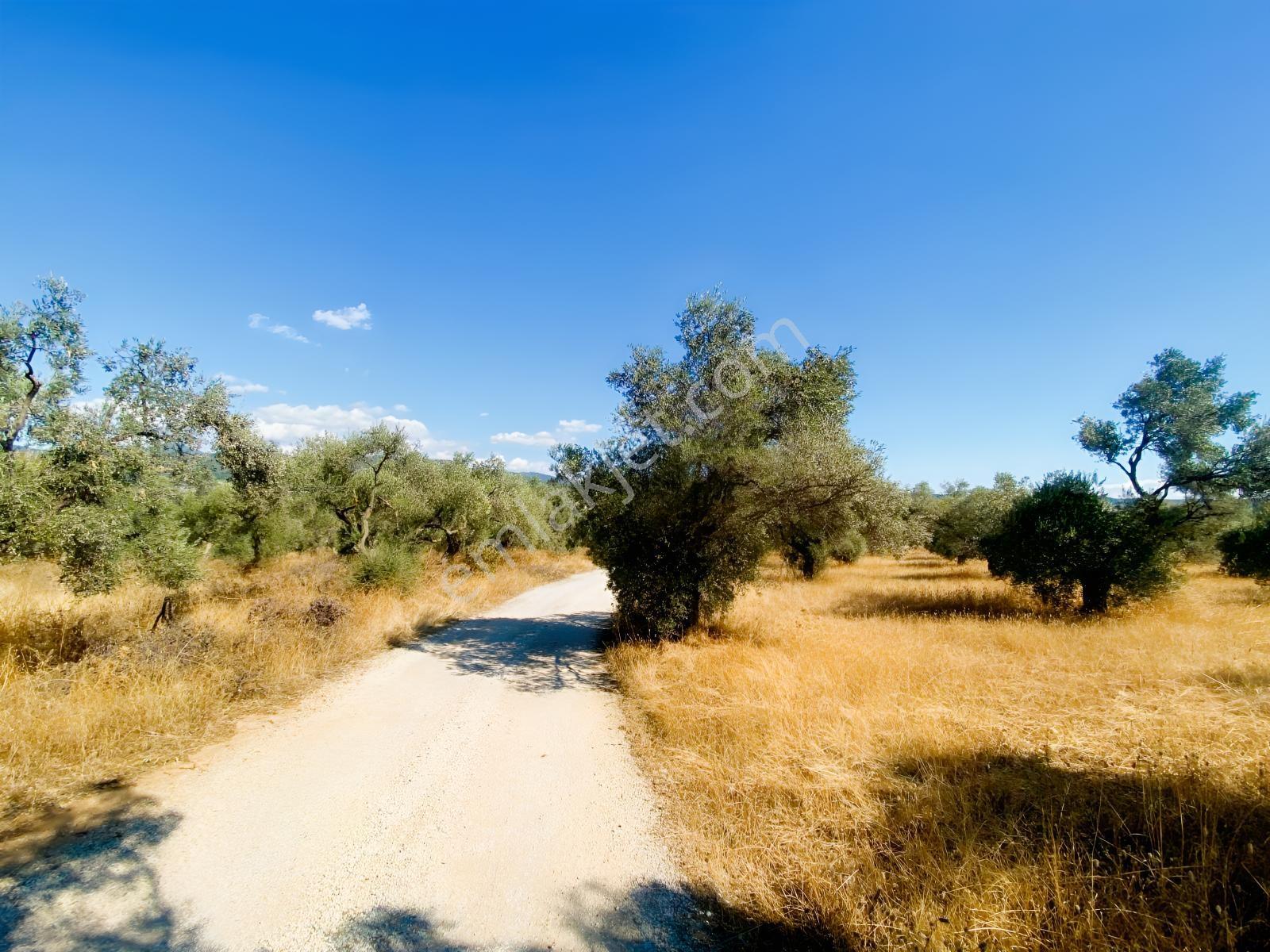 Asfalt Kenarında Tek Tapu Zeytinlik — fotoğraf 6