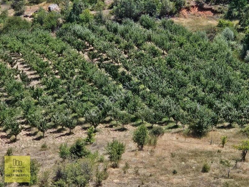 Eskişehir Elma Ve Ceviz Çiftliği 35.000m2 Toplam — fotoğraf 8