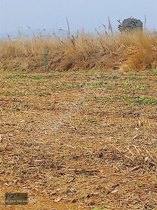Özlem'den Bursa Karacabey Aşağı Fevzipaşa 1.435 M2 Fırsat Tarla — fotoğraf 3