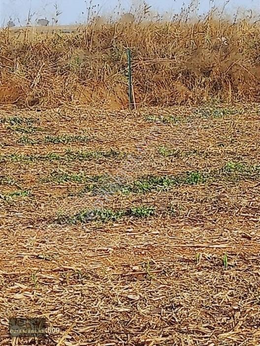 Özlem'den Bursa Karacabey Aşağı Fevzipaşa 1.435 M2 Fırsat Tarla — fotoğraf 4