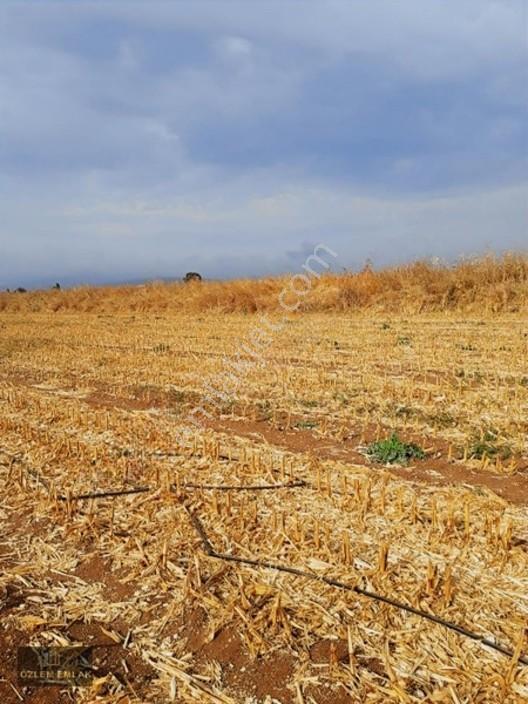 Özlem'den Bursa Karacabey Aşağı Fevzipaşa 1.435 M2 Fırsat Tarla — fotoğraf 5