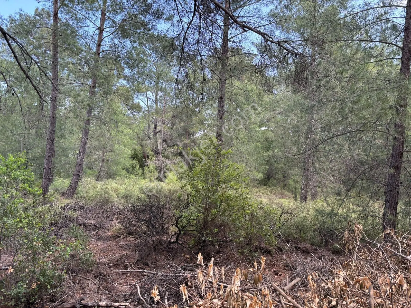 Doğanın Kalbinde Portakal Bahçesi