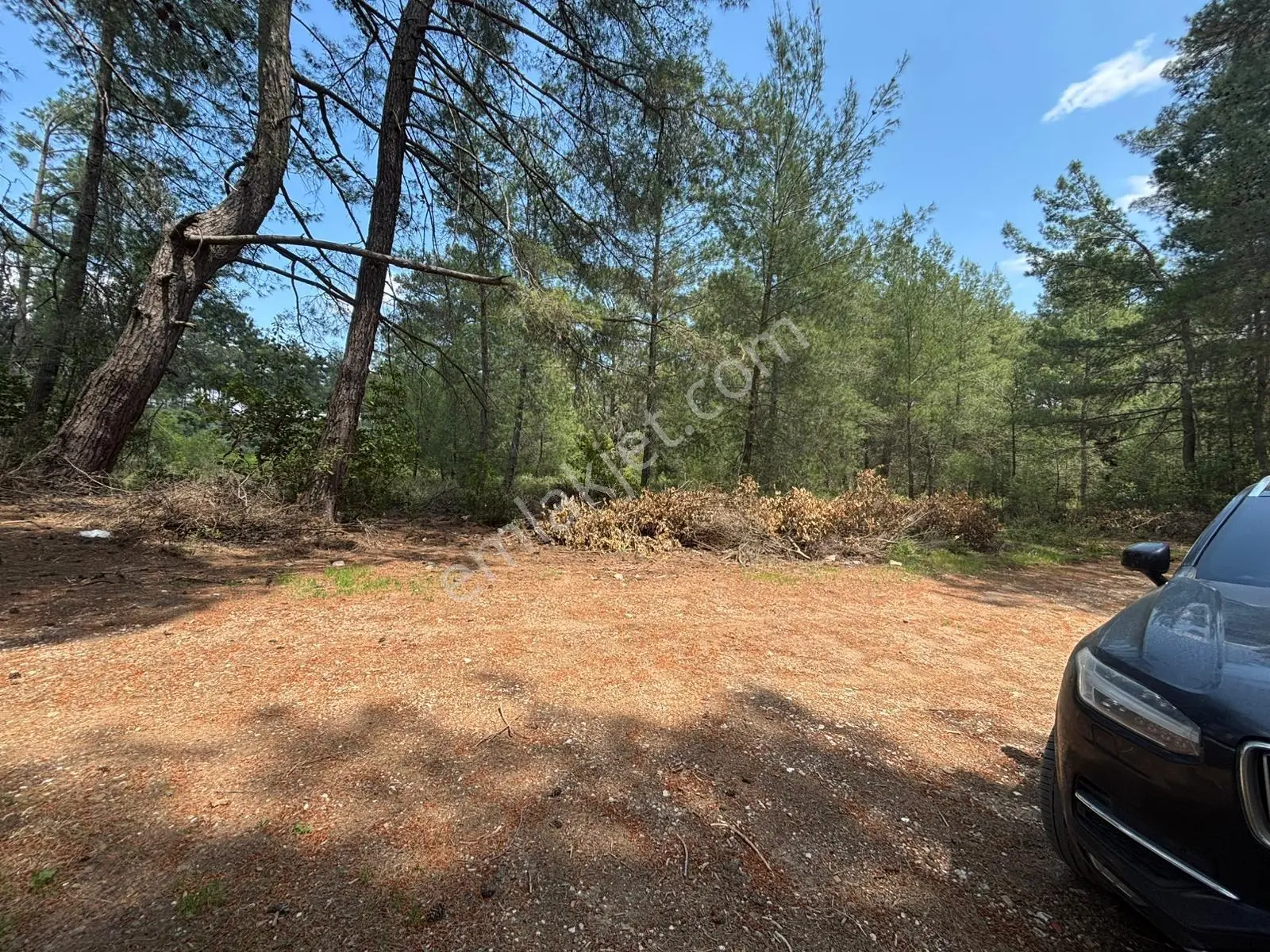 Doğanın Kalbinde Portakal Bahçesi — fotoğraf 3