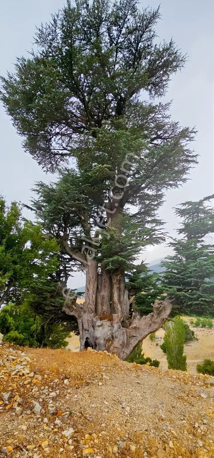 Büyükalan'da Fırsat 2052 Mt2 Yollu, Çeşmeli Arazi — fotoğraf 2