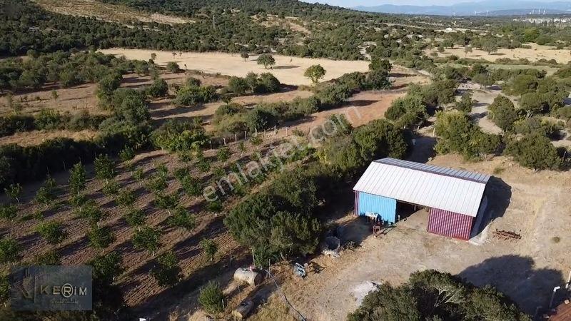 &kerimden Ayvacık'da Elk-su-yolu Olan Yatırımlık Cevizlik — fotoğraf 2