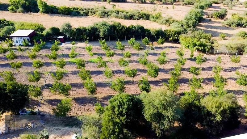 &kerimden Ayvacık'da Elk-su-yolu Olan Yatırımlık Cevizlik — fotoğraf 3