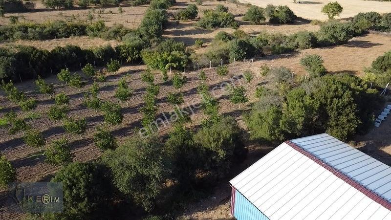 &kerimden Ayvacık'da Elk-su-yolu Olan Yatırımlık Cevizlik — fotoğraf 4