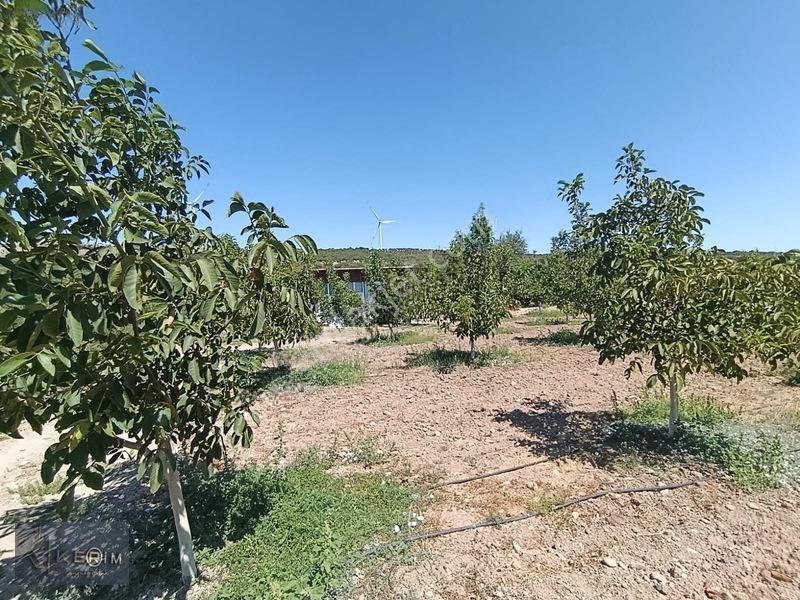 &kerimden Ayvacık'da Elk-su-yolu Olan Yatırımlık Cevizlik — fotoğraf 6