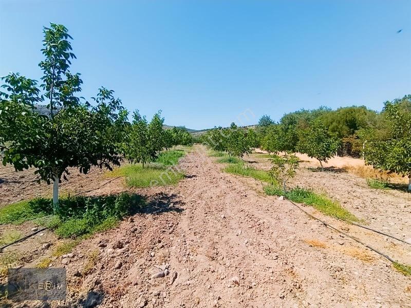 &kerimden Ayvacık'da Elk-su-yolu Olan Yatırımlık Cevizlik — fotoğraf 13