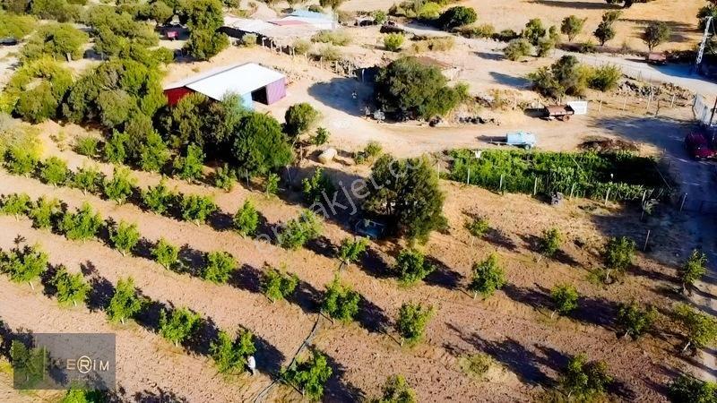 &kerimden Ayvacık'da Elk-su-yolu Olan Yatırımlık Cevizlik — fotoğraf 15