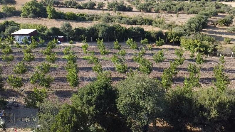 &kerimden Ayvacık'da Elk-su-yolu Olan Yatırımlık Cevizlik — fotoğraf 16