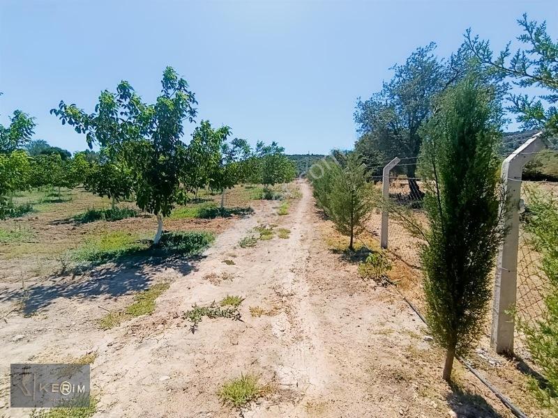 &kerimden Ayvacık'da Elk-su-yolu Olan Yatırımlık Cevizlik — fotoğraf 20