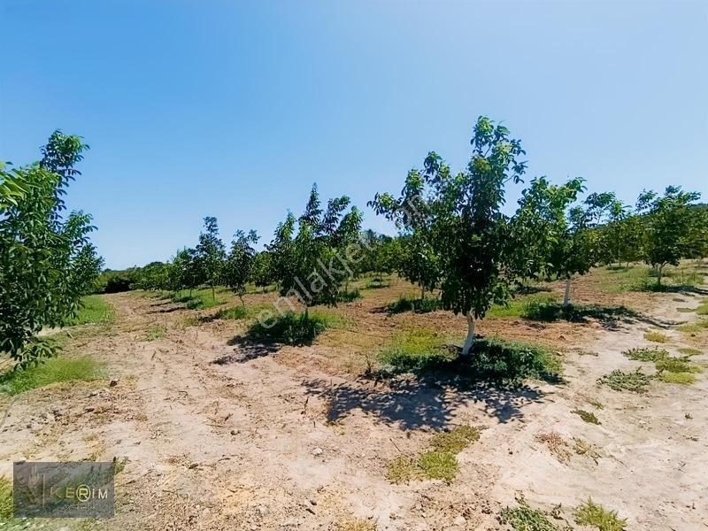 &kerimden Ayvacık'da Elk-su-yolu Olan Yatırımlık Cevizlik — fotoğraf 21