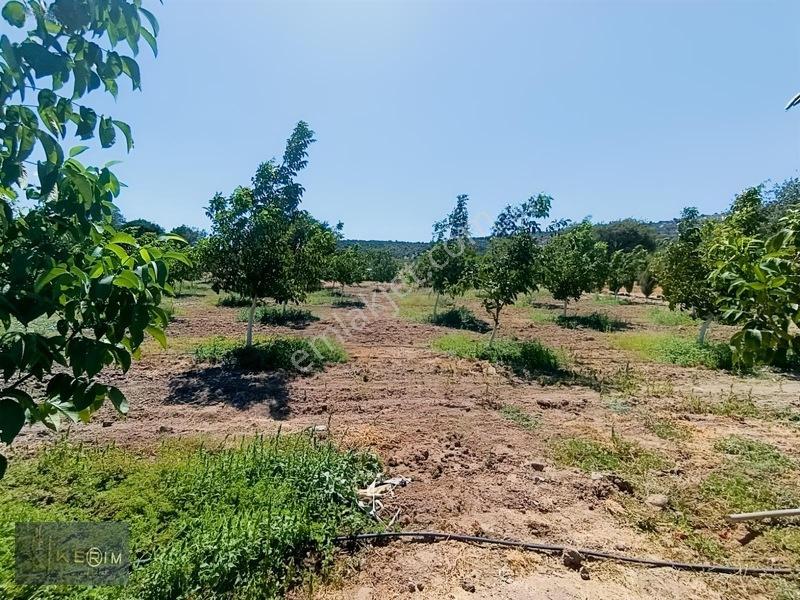 &kerimden Ayvacık'da Elk-su-yolu Olan Yatırımlık Cevizlik — fotoğraf 22