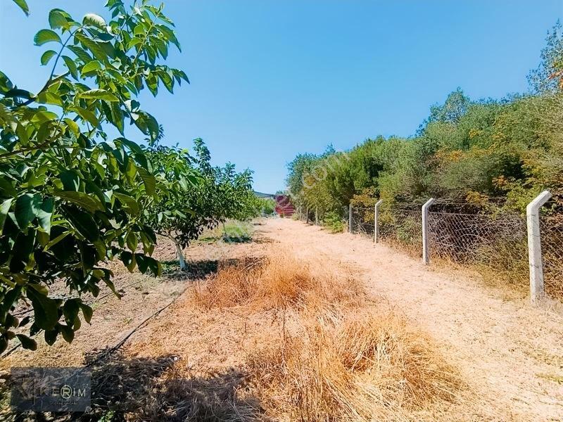 &kerimden Ayvacık'da Elk-su-yolu Olan Yatırımlık Cevizlik — fotoğraf 27