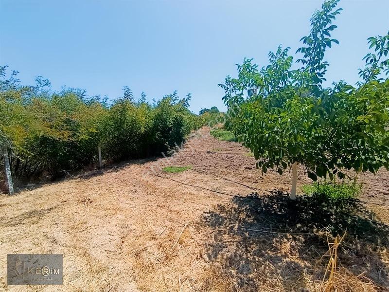 &kerimden Ayvacık'da Elk-su-yolu Olan Yatırımlık Cevizlik — fotoğraf 29