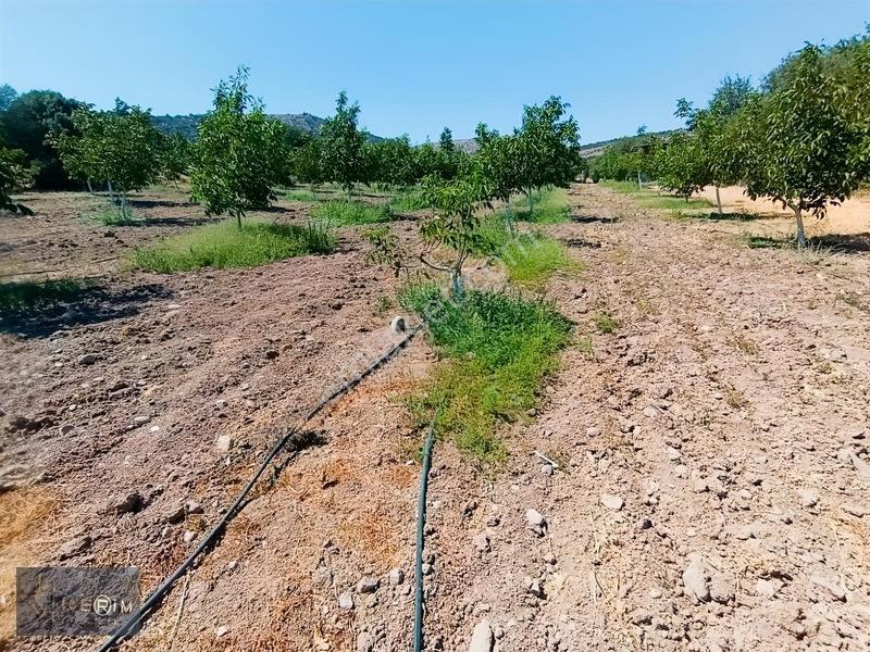 &kerimden Ayvacık'da Elk-su-yolu Olan Yatırımlık Cevizlik — fotoğraf 32