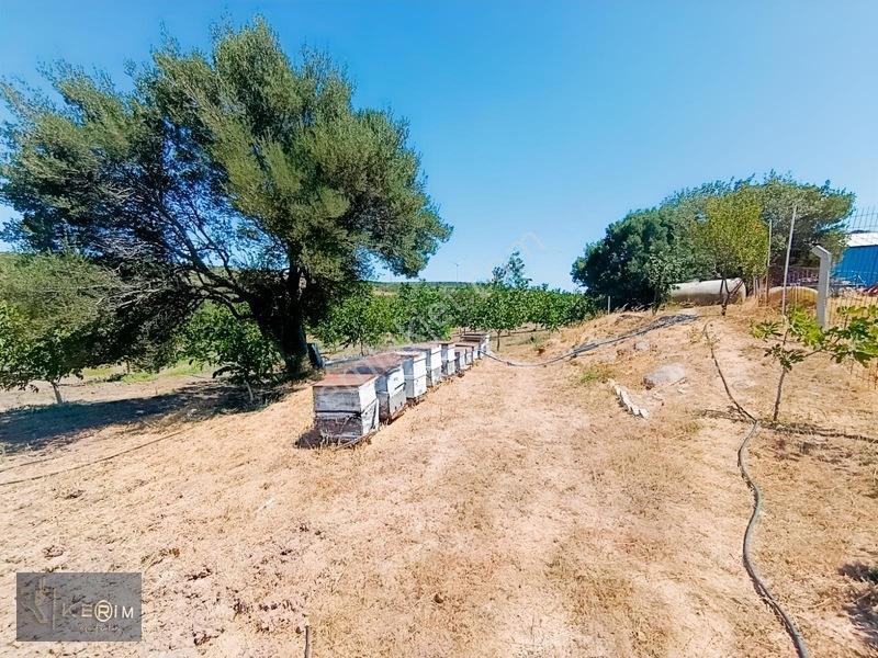 &kerimden Ayvacık'da Elk-su-yolu Olan Yatırımlık Cevizlik — fotoğraf 33