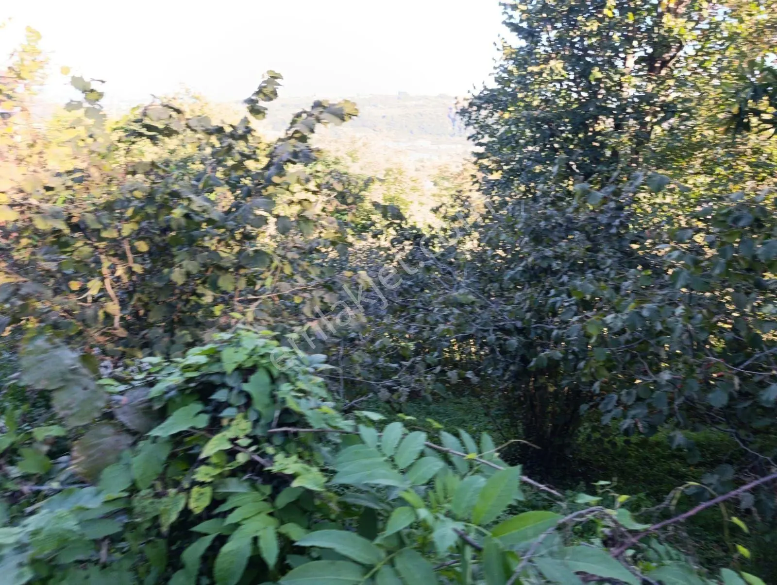 Gençay Emlaktan Fatsa Meşebükünde Satılık 5.576 M² Arazi! — fotoğraf 5