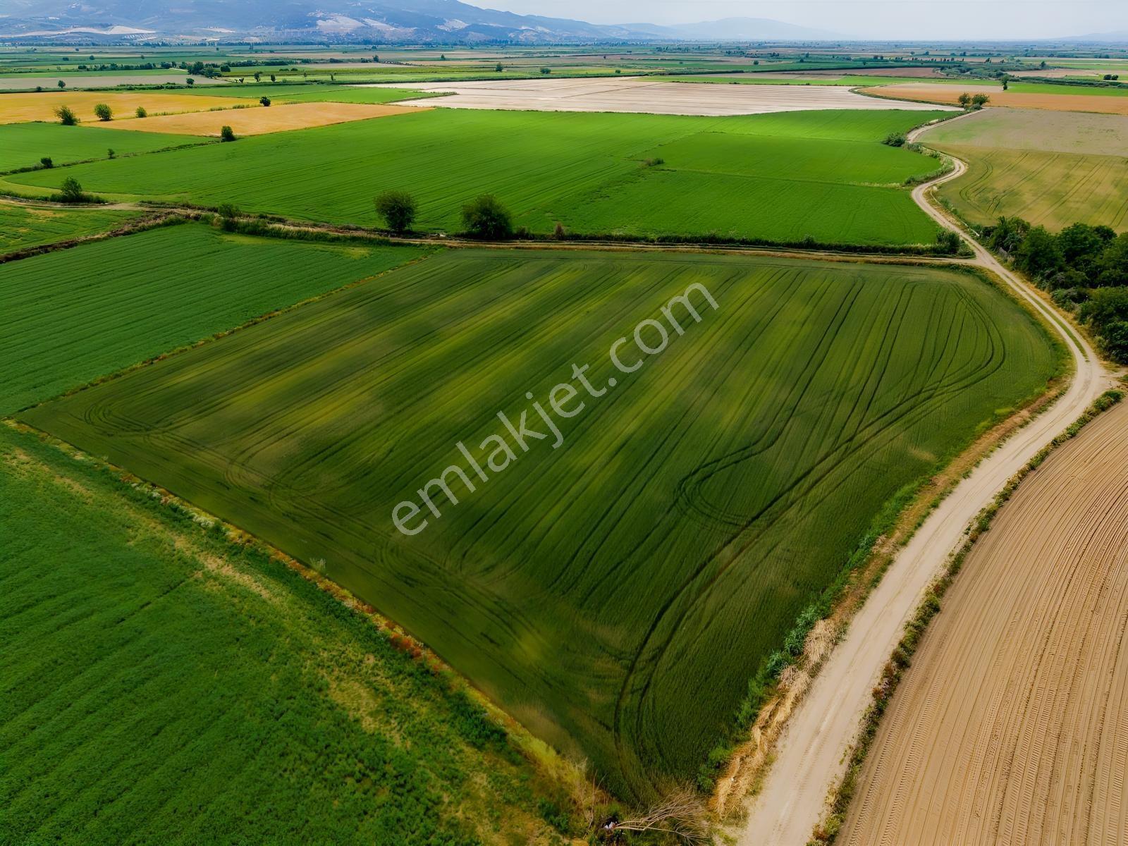 Nazilli Sümerde Satılık Sulak Verimli Arazi — fotoğraf 8