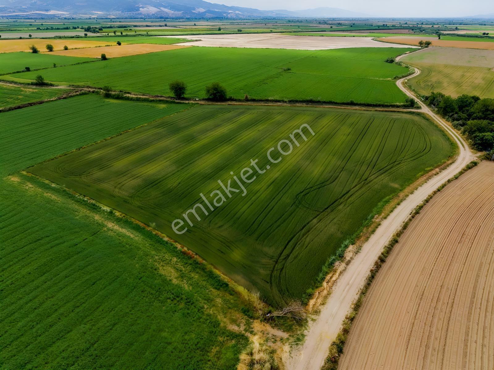 Nazilli Sümerde Satılık Sulak Verimli Arazi — fotoğraf 9