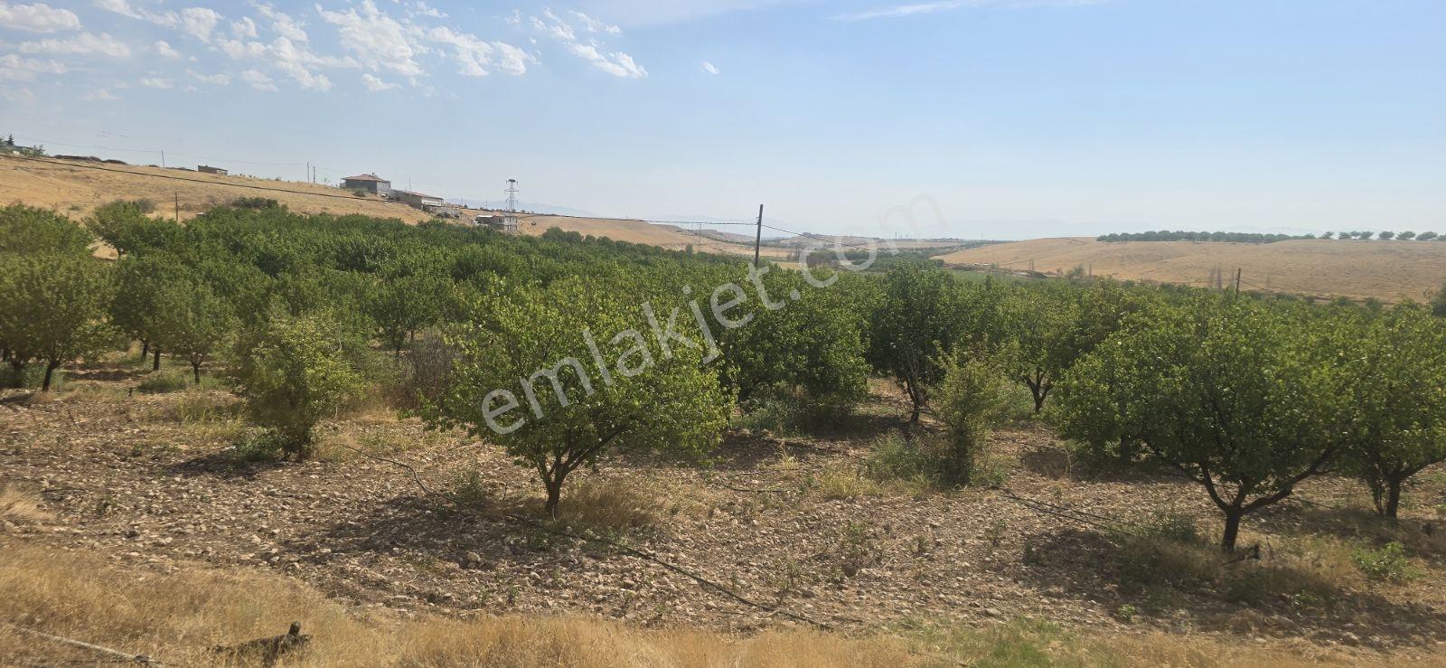 Yeşilyurt Tohma Mahallesinde Köy Bitişiği Satılık 6200 M² Arsa — fotoğraf 10