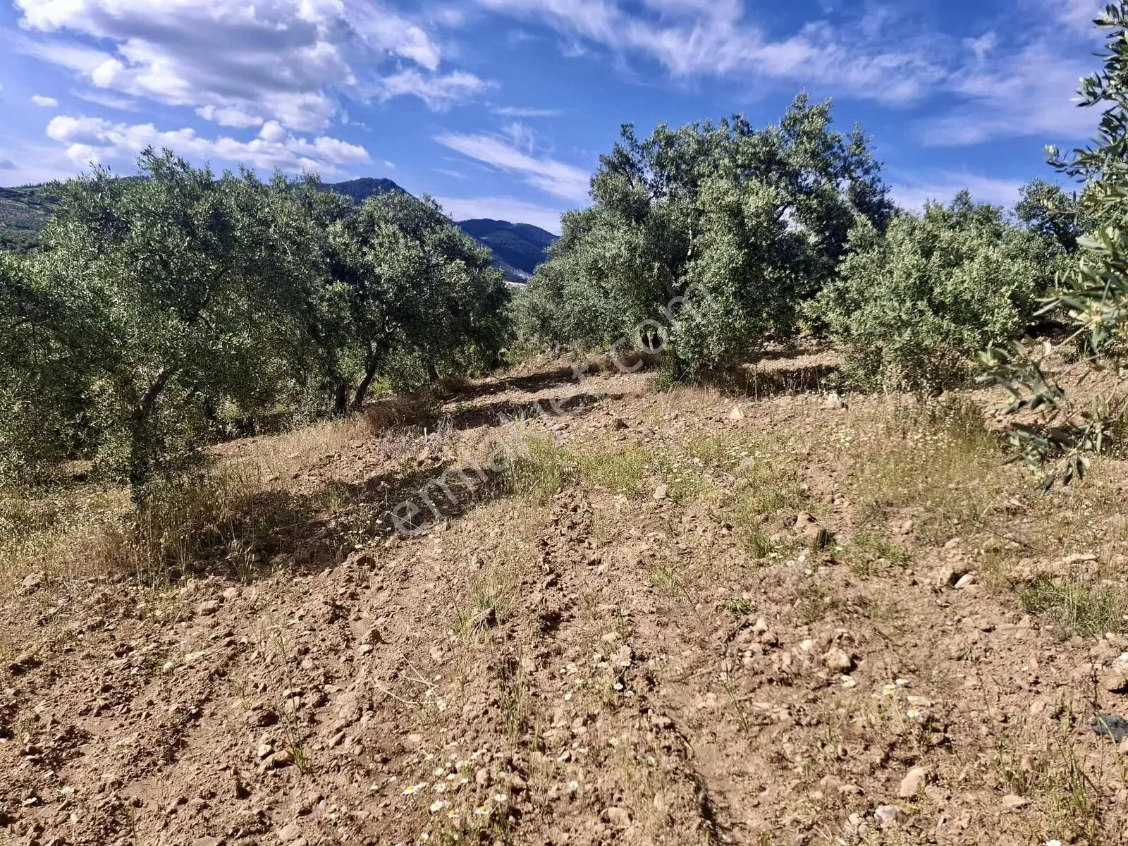 Bu Fıyata Yok Karacasu Tepecikte Satilik Yola Sıfır Zeytinlik — fotoğraf 2