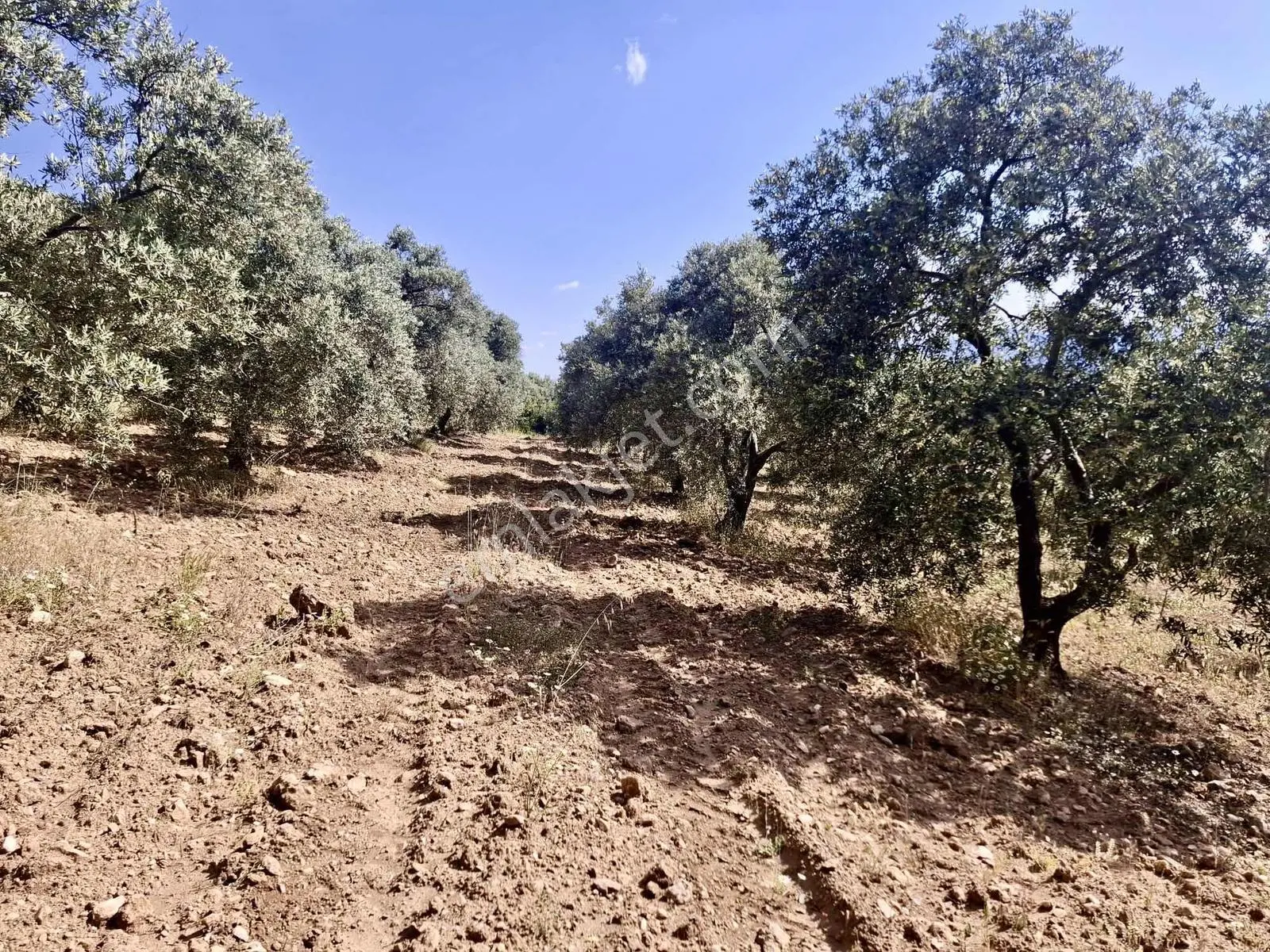 Bu Fıyata Yok Karacasu Tepecikte Satilik Yola Sıfır Zeytinlik — fotoğraf 3
