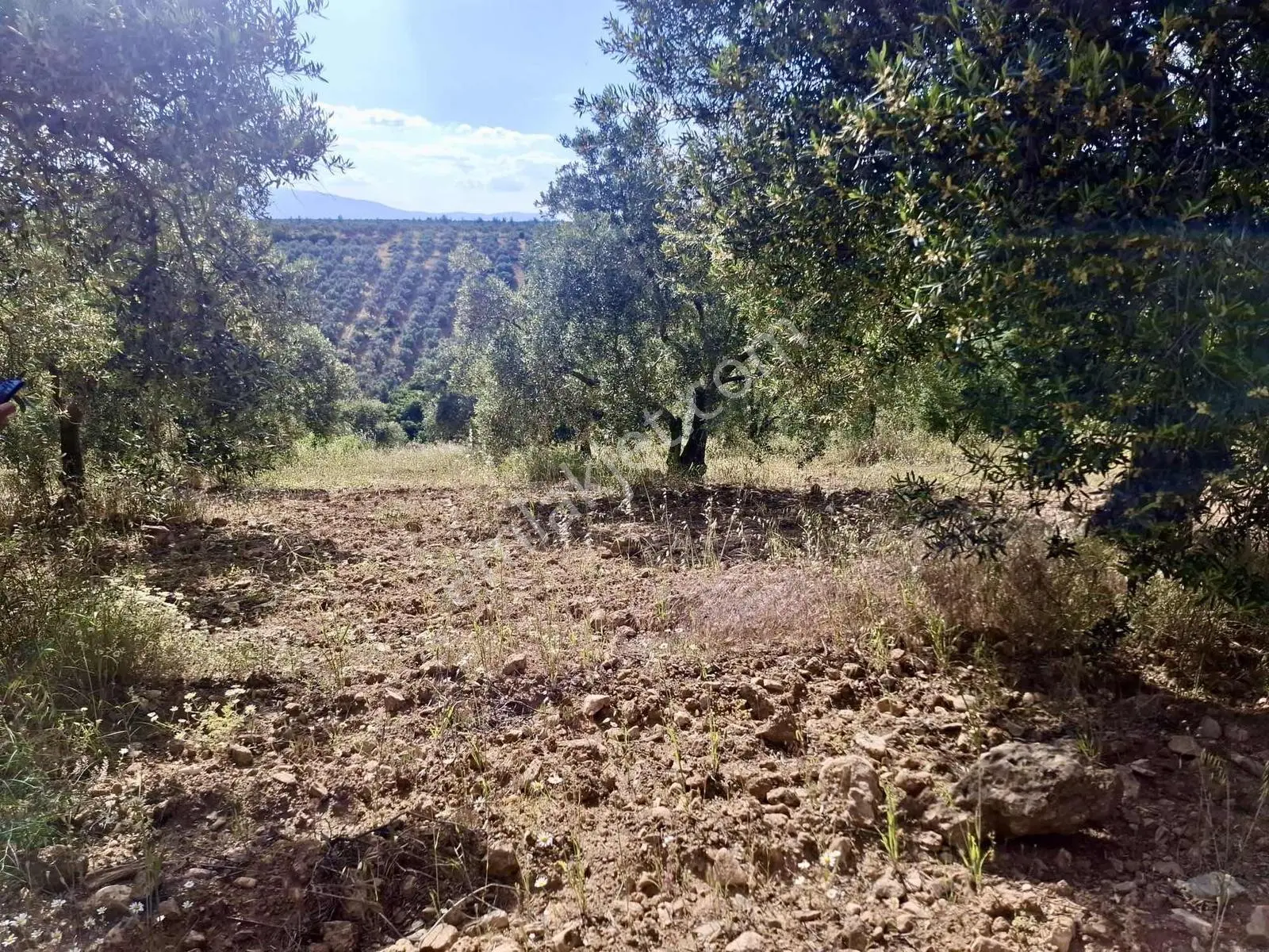 Bu Fıyata Yok Karacasu Tepecikte Satilik Yola Sıfır Zeytinlik — fotoğraf 5