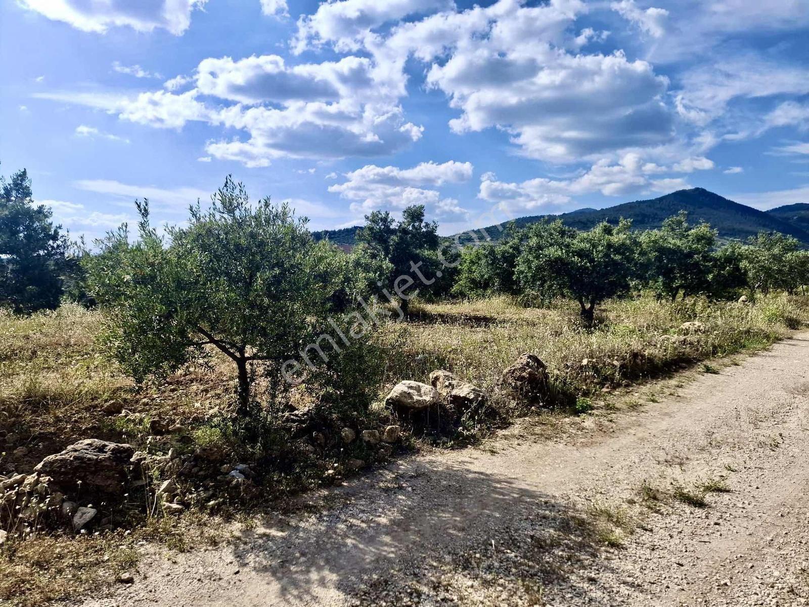 Bu Fıyata Yok Karacasu Tepecikte Satilik Yola Sıfır Zeytinlik — fotoğraf 6